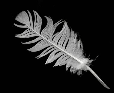 Siyah arkaplanda kuş tüyü.