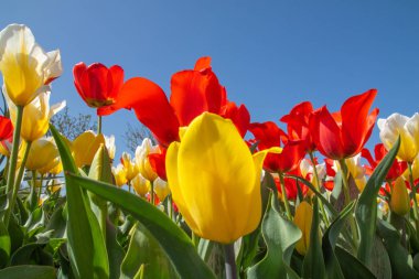 Mavi gökyüzüne karşı lale çiçekleri, alt görünüm, kırmızı, beyaz ve sarı.