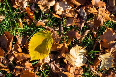 Yeşil çimlerde sarı yapraklar, sonbahar manzarası.