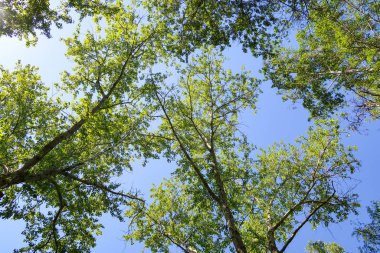 Mavi gökyüzü, bahar doğa karşı aşağıda ağaçlar görünümü yeşil yaprakları.