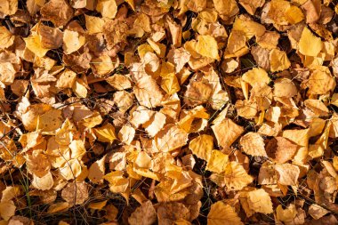 Sonbahar sarısı yaprakları yerde bir halı gibi yatar. Doğanın sonbahar desenleri.