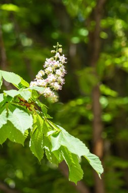 Yeşil yeşillik ile beyaz kestane çiçekleri.
