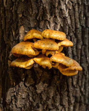 Sonbahar manzarası, eski bir kütükteki mantarlar..