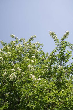Mavi gökyüzüne karşı elma kiraz beyaz çiçekler. Doğa bahar.