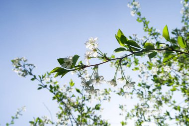 Mavi gökyüzüne karşı elma kiraz beyaz çiçekler. Doğa bahar.