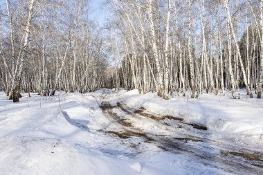 Ormanda Yol kar kış manzara.