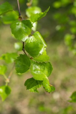 Bahçede yeşil yapraklar.