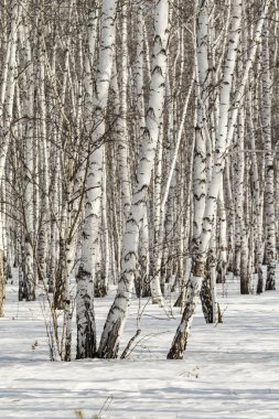 Huş ağacı orman kış manzarası.