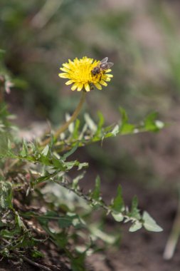 Yeşil çim, bahar sahne sarı karahindiba çiçek.