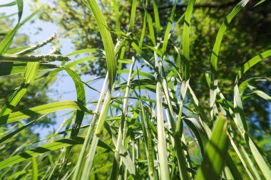 Gökyüzüne yeşil çim alt görünümü.
