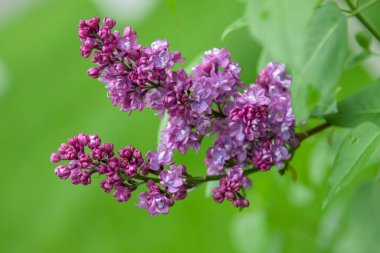 mor çiçekler leylak, bahar doğası
