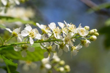 Ağacın yeşil yaprakları beyaz kiraz çiçekler.