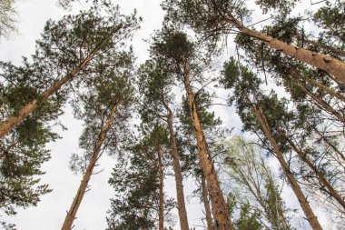 Alt, çam ormanı manzara mavi gökyüzü görünümüne karşı çam ağaçları.