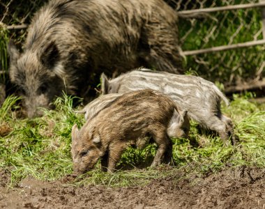 Yaban domuzu küçük çamur yakın.