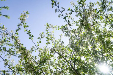 Mavi gökyüzüne karşı elma kiraz beyaz çiçekler. Doğa bahar.