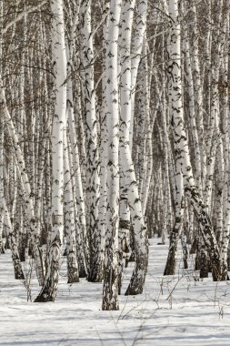 Huş ağacı orman kış manzarası.