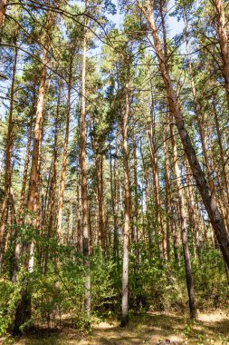 Yazın çam ormanı, aşağıdan gökyüzüne manzara.