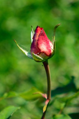 Gül. Güzel çiçek yakın plan, yaz manzarası, bulanık yeşil arkaplan.