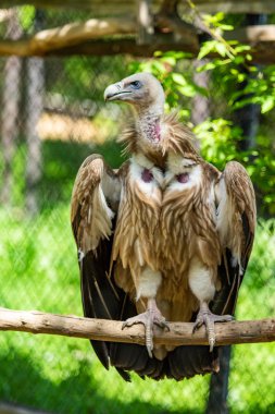 Yırtıcı kuş bir ağaca oturuyor. Yeşil yaprak yaz.