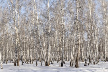 Huş ağacı orman kış manzarası.