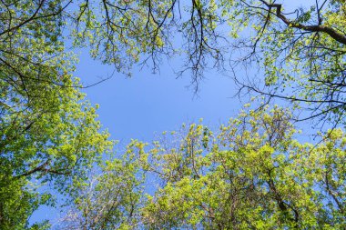 Mavi gökyüzü, bahar doğa karşı aşağıda ağaçlar görünümü yeşil yaprakları.