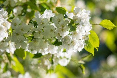 Mavi gökyüzüne karşı elma kiraz beyaz çiçekler. Doğa bahar.