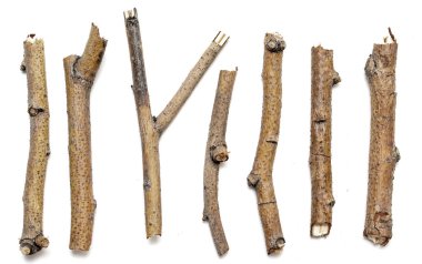 Beyaz arka planda yalıtılmış kuru dalları makro ağaçları. Bir dizi snags.