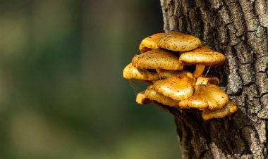 Sonbahar manzarası, eski bir kütükteki mantarlar..