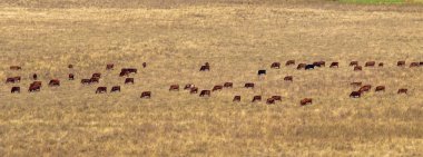 Çayırda inekler, sonbaharda kuru sarı çimenler..