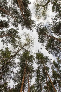 Alt, çam ormanı manzara mavi gökyüzü görünümüne karşı çam ağaçları.