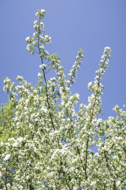Mavi gökyüzüne karşı elma kiraz beyaz çiçekler. Doğa bahar.