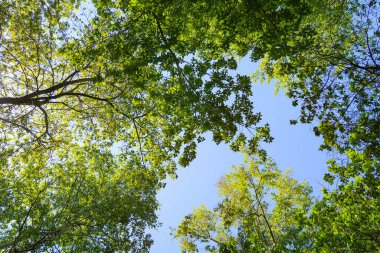 Mavi gökyüzü, bahar doğa karşı aşağıda ağaçlar görünümü yeşil yaprakları.