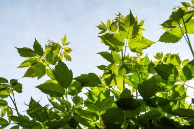 Gökyüzü yakın manzara karşı ağaçlar yeşil yaprakları