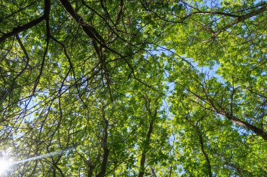Mavi gökyüzü, bahar doğa karşı aşağıda ağaçlar görünümü yeşil yaprakları.