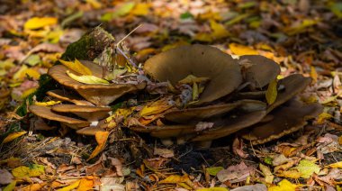 Sonbahar manzarası, eski bir kütükteki mantarlar..