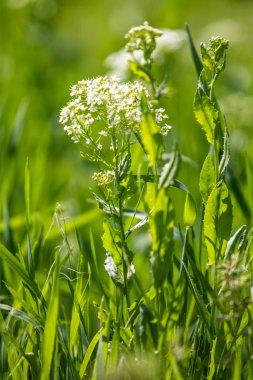 Bulanık arka planda yeşil çimlerde beyaz çiçek.