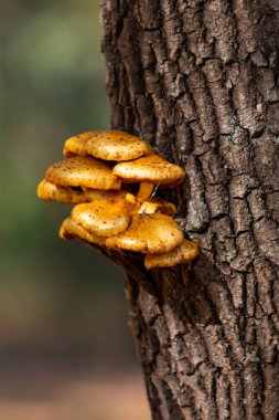 Sonbahar manzarası, eski bir kütükteki mantarlar..