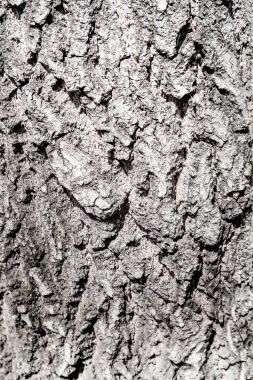 Ağaç kabuğu ahşap arka plan doku.