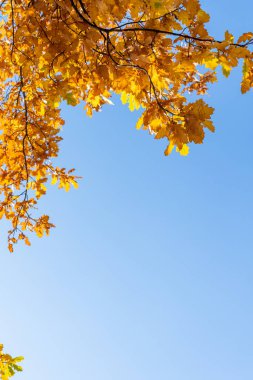 Sonbaharda mavi gökyüzünün arka planında sarı meşe yaprakları. Boşluğu kopyala, metin için boşluk.