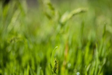 Güneşte yeşil çim, yağmur damlaları bokeh arka plan