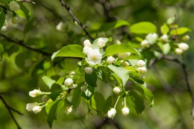 Çiçeklenme elma bahçesi. Elma ağaçları beyaz çiçekler, yeşil yaprakları yakın.