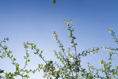 Mavi gökyüzüne karşı elma kiraz beyaz çiçekler. Doğa bahar.