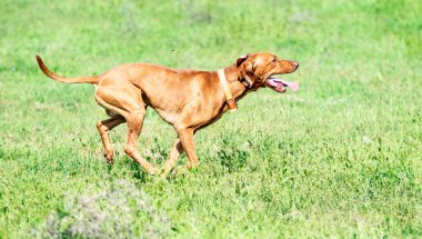 Av kırmızı köpek yeşil çim üzerinde çalışır. Yaz yeşili çayır.