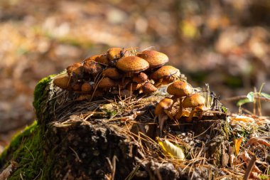 Sonbahar manzarası, eski bir kütükteki mantarlar..
