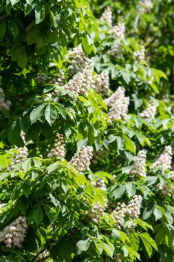 Yeşil yeşillik ile beyaz kestane çiçekleri.