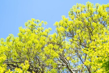Mavi gökyüzü, yaz manzara karşı yeşil ağaçlar.