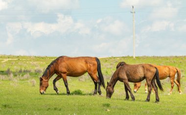At yeşil bir çayır üzerinde yaz aylarında Otlanmış.