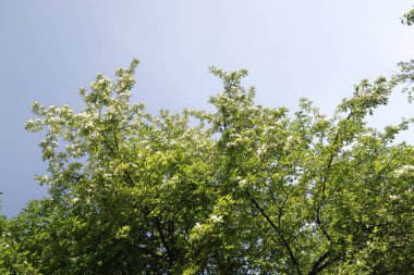 Mavi gökyüzüne karşı elma kiraz beyaz çiçekler. Doğa bahar.