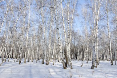 Huş ağacı orman kış manzarası.
