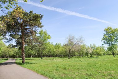 Peyzaj, yeşil çimen ağaçlar mavi gökyüzü.